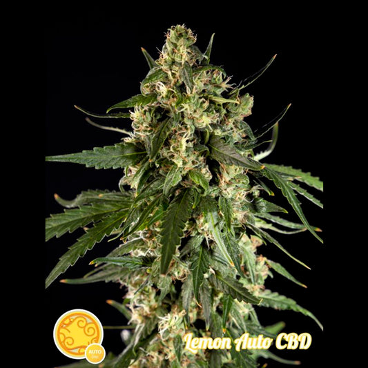 Auto Lemon CBD  3 u fem. Philosopher