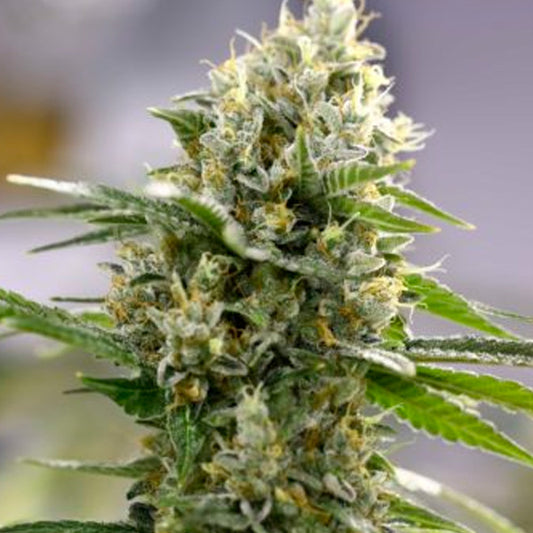 Auto Lemon Haze 1 pc. fem. Expert Seeds