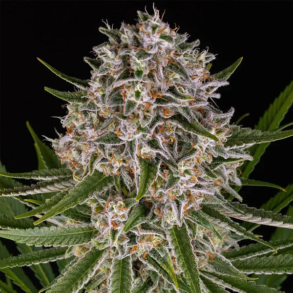 Auto Lemon Haze  5 u. fem. Barney's
