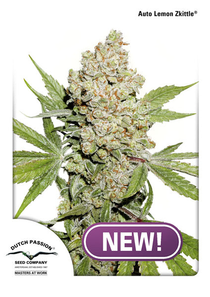 Auto Lemon Kix 1 u. fem. Dutch Passion