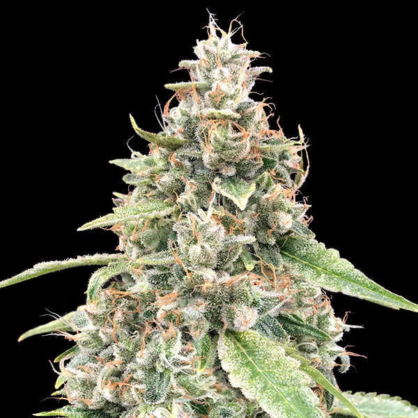 Auto Lemon OG 25 u. fem. 00 Seeds