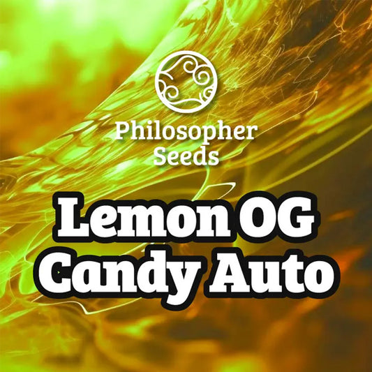 Auto Lemon OG Candy 3 u fem  Philosopher