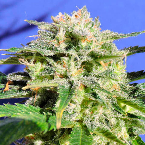 Auto Lemonberry Haze 3 pz. fem. Original Sensible