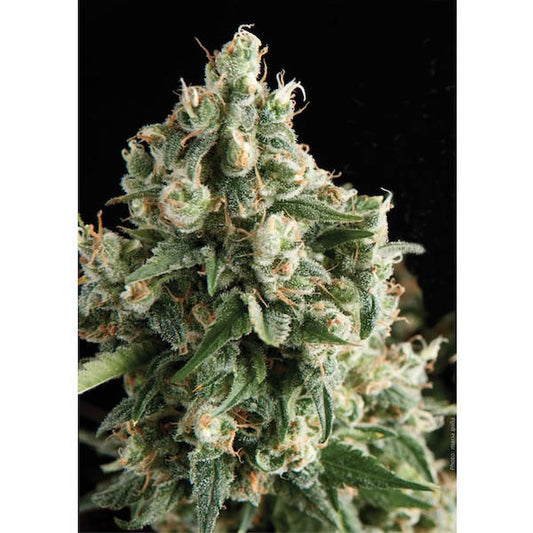 Auto Lennon 1 pz. blister x 12 pz. fem. Pyramid Seeds