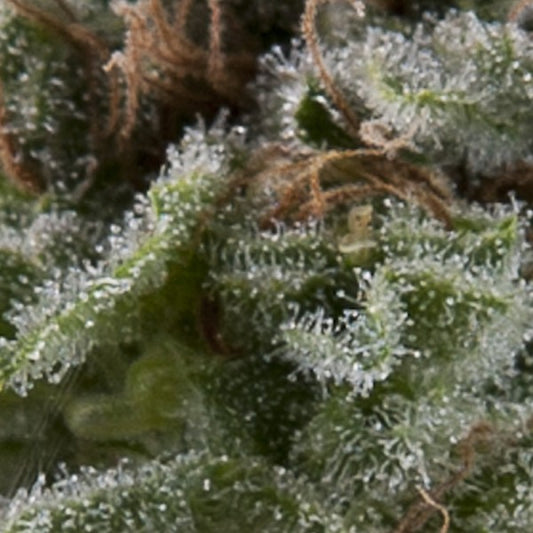 Auto Lennon 3 u. fem. Pyramid Seeds
