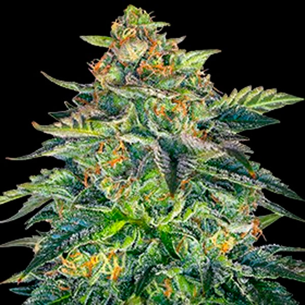 Auto London Cream Cake 5u. G13 Labs