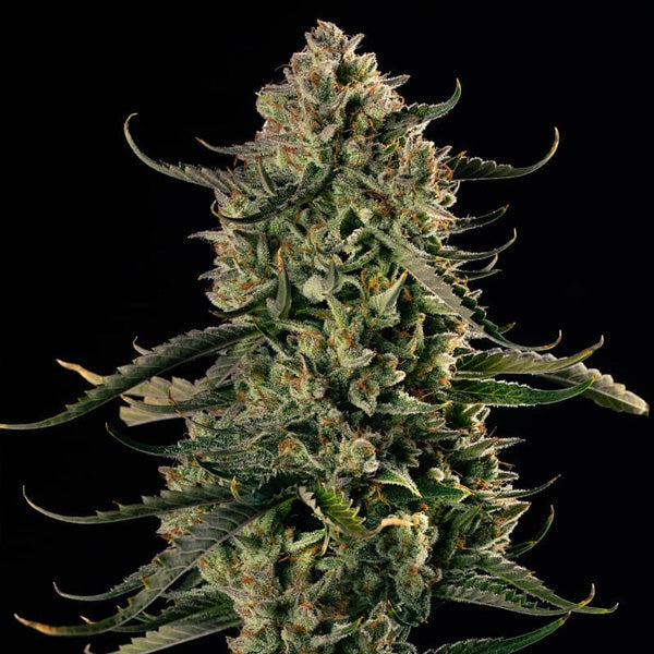 Auto MAC Dawg XXL 10 pc Silent Seeds