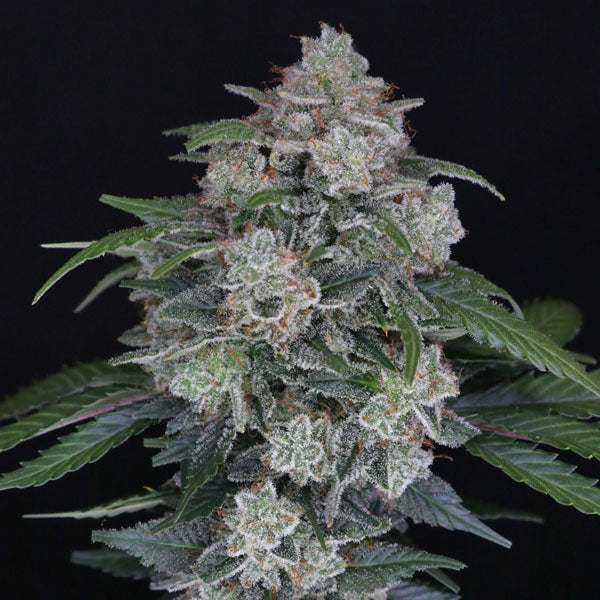 Auto MAK OG 3 u. fem - USA Line- Pure Instinto