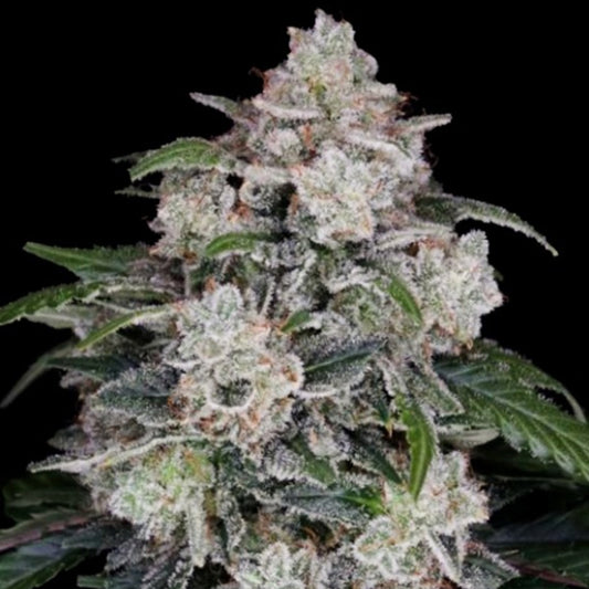 Auto Mac N Me 3 ud. fem. DNA Genetics