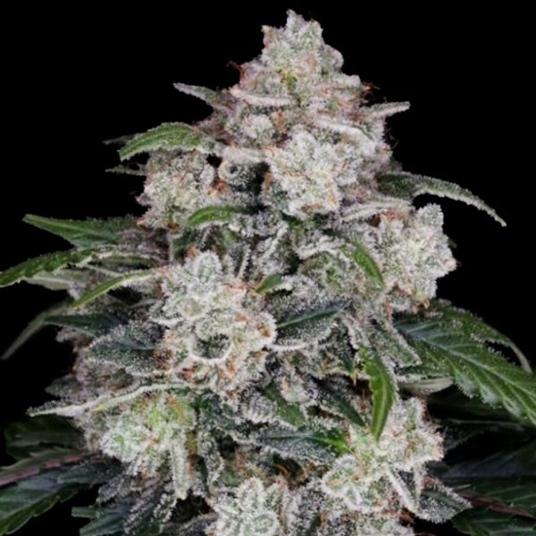 Auto Mac N Me 5 fem. seeds DNA Genetics