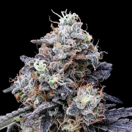 Auto MacMelon 3 u. fem. DNA Genetics