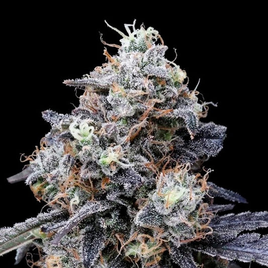 Auto MacMelon  5 u. fem. DNA Genetics