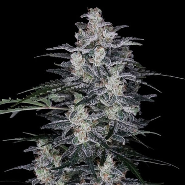 Auto MacNana 5 fem. seeds DNA Genetics