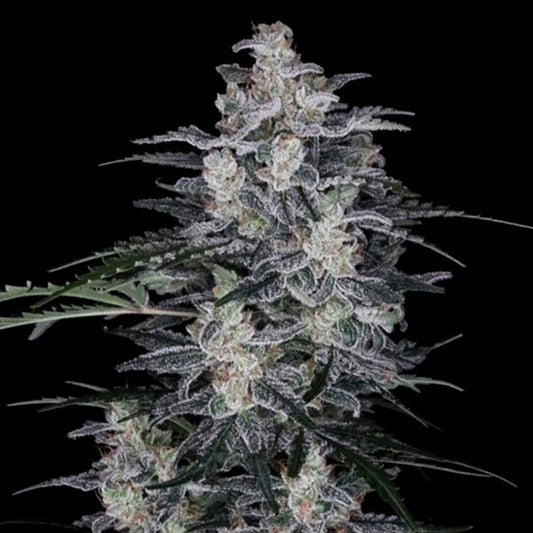 Auto MacNana 5 pz. fem. DNA Genetics