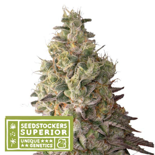 Auto Mack & Crack fem. 25 u. Seedstockers Superior