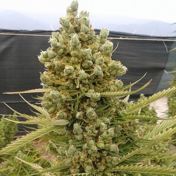 Auto Malawi x Northern Lights 1 pc. fem. Ace Seeds