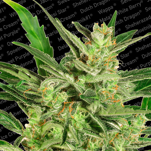 Auto Maria II 3 u. fem. Paradise Seeds
