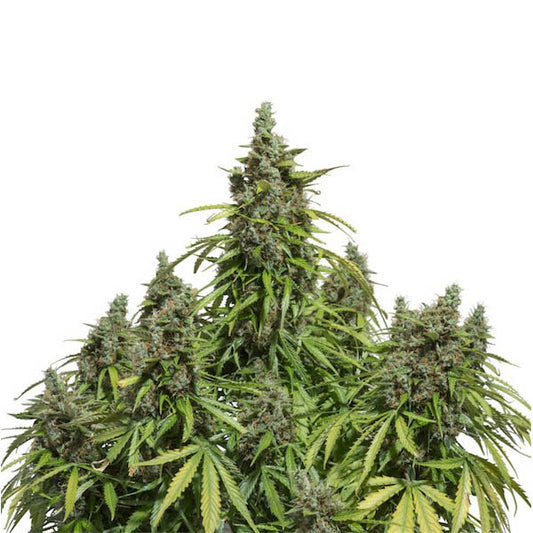 Auto Mazar  1 u. fem. Dutch Passion