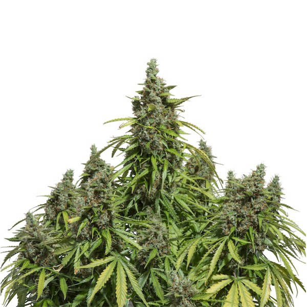 Auto Mazar  7 u. fem. Dutch Passion