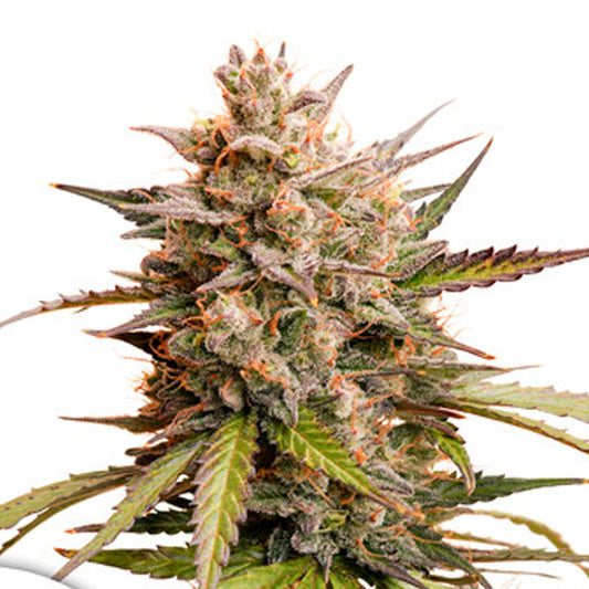Auto Melonade Runtz   7 u. fem. Dutch Passion