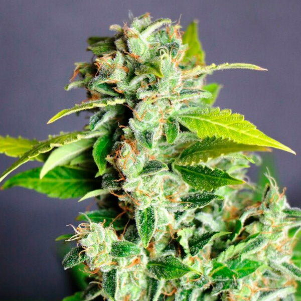 Auto Mikromachine 1 unit. feminized Kannabia Seeds