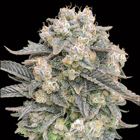 Auto Mimosa 3 ud. fem. 00 Seeds