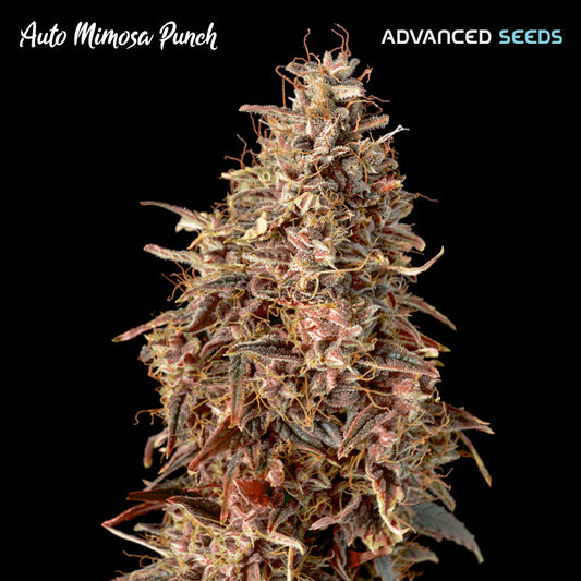 Auto Mimosa Punch   1 unità fem. Advanced Seeds