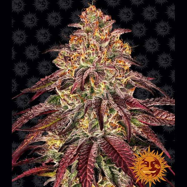 Auto Mimosa x Orange Punch  5 u. fem. Barney's