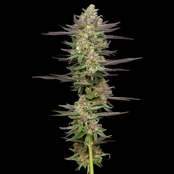 Auto Mint Jelly 3 u. fem Humboldt Seeds Company