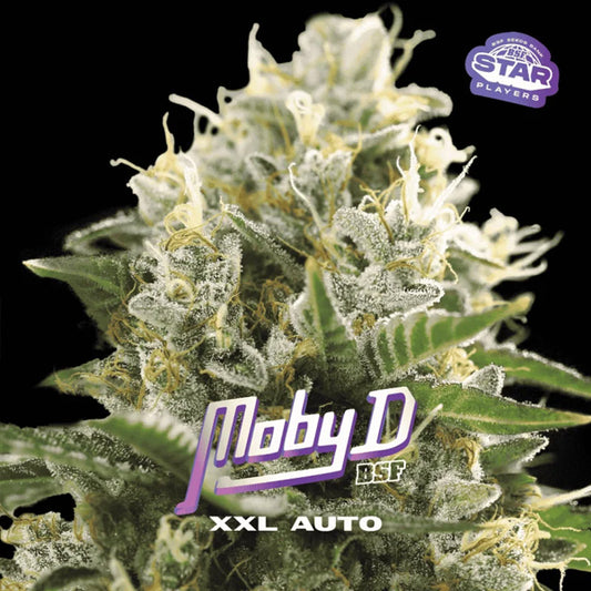 Auto Moby-D XXL  2 u. fem BSF Seeds