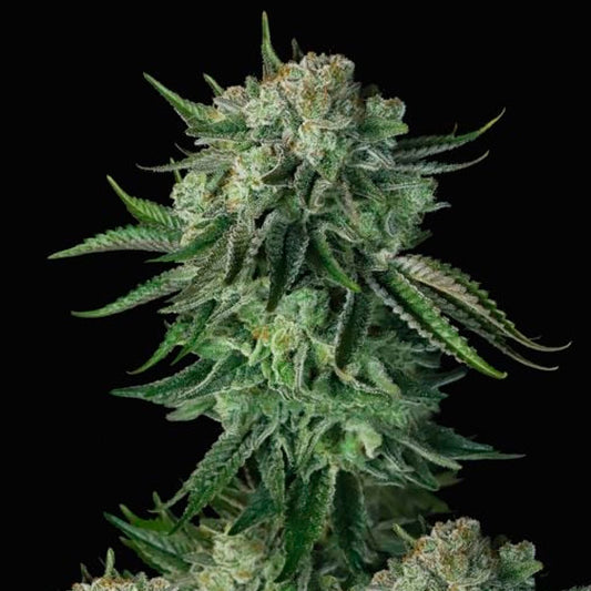 Auto Moby Dick   1 u. fem. FastBuds Seeds