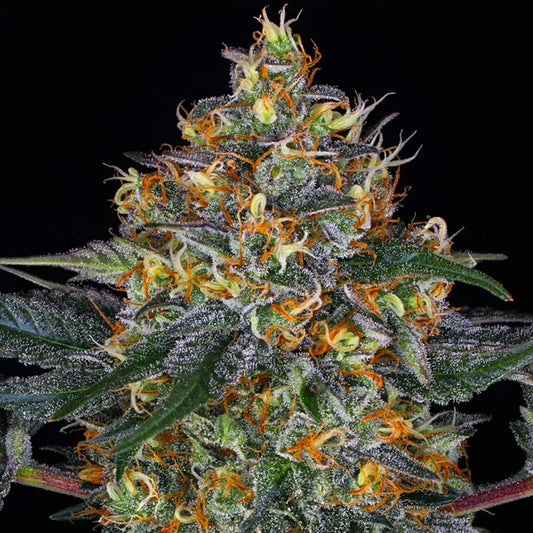 Auto Moby Dick 1 pc. fem. Barney's
