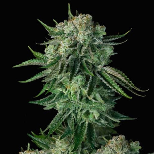 Auto Moby Dick 10 pcs. fem. FastBuds Seeds