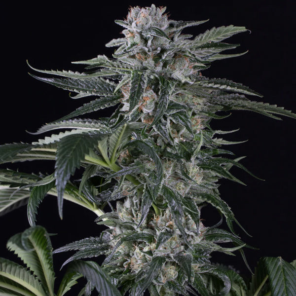 Auto Moby Dick 3 pc Silent Seeds