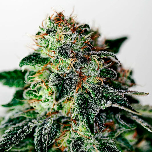 Auto Mystic Cookie 5 u. fem. Positronics Seeds
