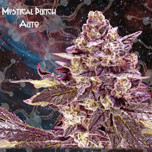Auto Mystical Punch 10 u. fem. Nemeseeds