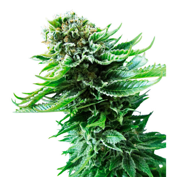 Auto NL 10 fem. Sensi Seeds