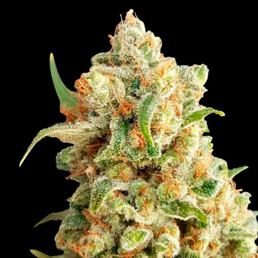 Auto NY Diesel  3 u. fem. Expert Seeds