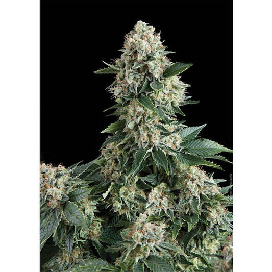 Auto New York City 1 pz. blister x 12 pz. fem. Pyramid Seeds