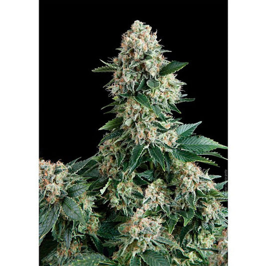 Auto New York City 5 unità femminizzate Pyramid Seeds