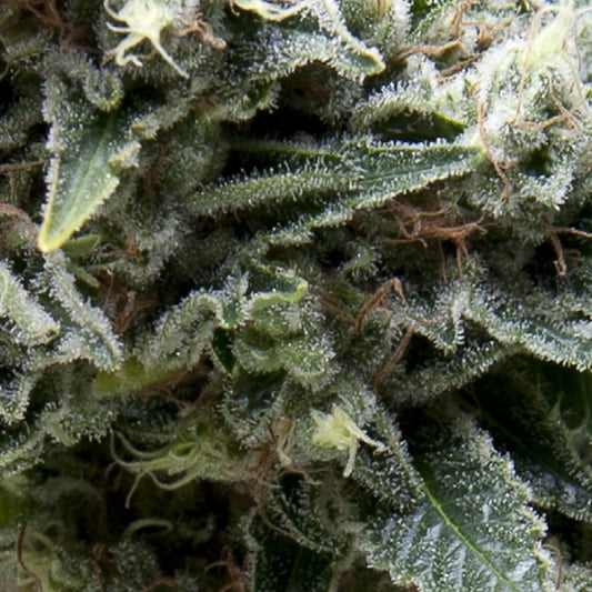 Auto New York City CBD 5 u. fem. Pyramid Seeds