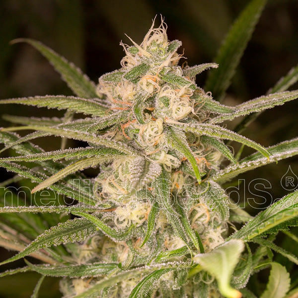 Auto No Name 3 fem. Medical Seeds