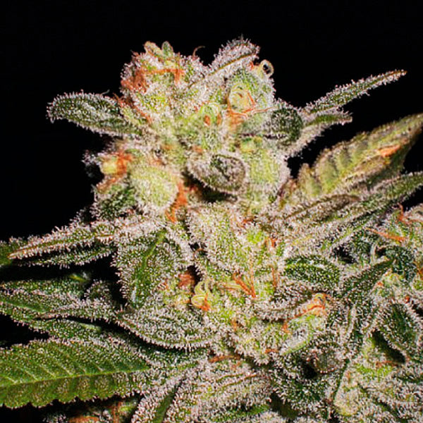 Auto Northern Lights 3 u. fem. Expert Seeds