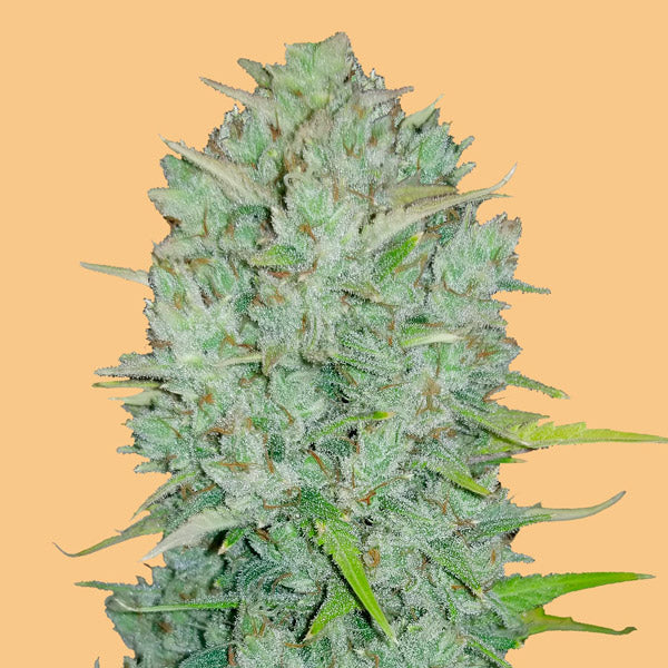 Auto Northern Lights  5 u. fem. FastBuds Seeds