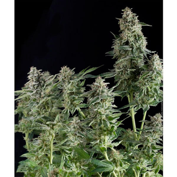 Auto Northern Lights 5 pz. fem. Pyramid Seeds