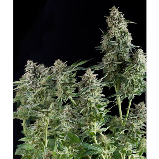 Auto Northern Lights 5 pz. fem. Pyramid Seeds