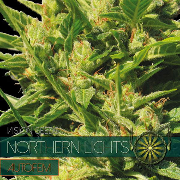 Auto Northern Lights 3+1 pcs. fem. Vision Seeds