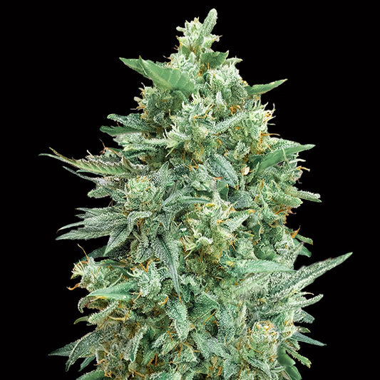 Auto Northern Lights XXL 100 pcs. fem. 00 Seeds