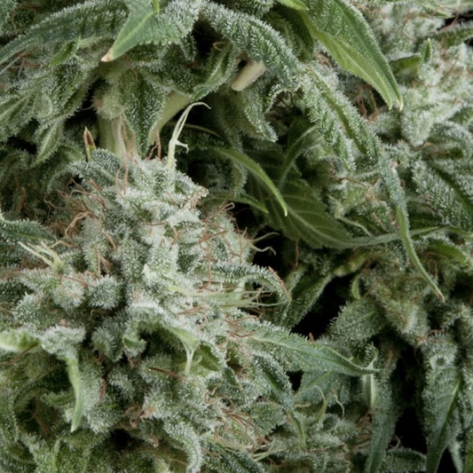 Auto Northern Lights CBD 3 ud. fem. Pyramid Seeds