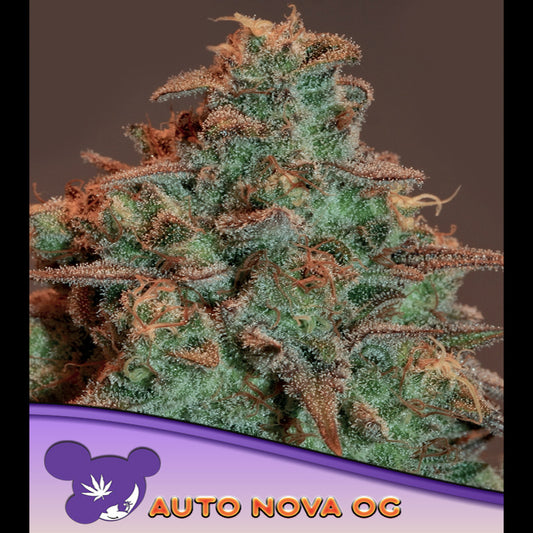 Auto Nova OG  5 u. fem Anesia